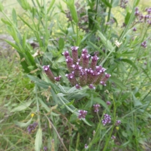 Verbena incompta at Symonston, ACT - 28 Jan 2015