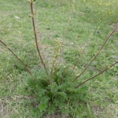 Acaena x ovina (Sheep's Burr) at Symonston, ACT - 28 Jan 2015 by Mike