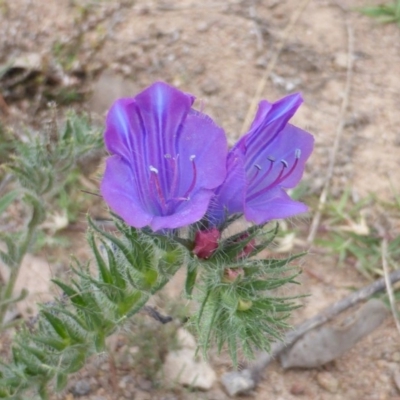 Echium vulgare (Vipers Bugloss) at Symonston, ACT - 28 Jan 2015 by Mike