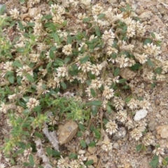 Alternanthera sp. A Flora of NSW (M. Gray 5187) J. Palmer at Isaacs Ridge - 28 Jan 2015 by Mike