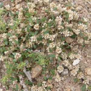 Alternanthera sp. A Flora of NSW (M. Gray 5187) J. Palmer at Symonston, ACT - 28 Jan 2015 03:41 PM