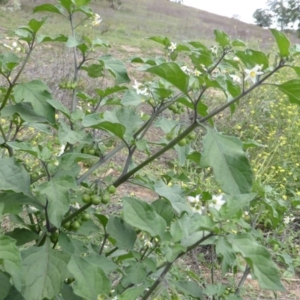 Solanum nigrum at Isaacs Ridge - 28 Jan 2015