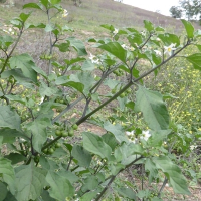 Solanum nigrum (Black Nightshade) at Symonston, ACT - 28 Jan 2015 by Mike