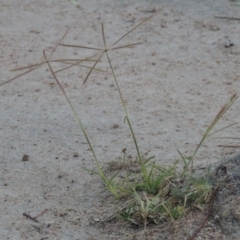Chloris truncata (Windmill Grass) at Theodore, ACT - 8 Jan 2015 by MichaelBedingfield