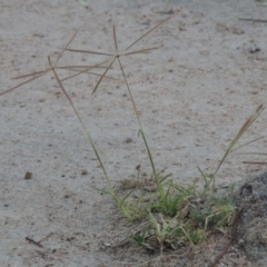 Chloris truncata (Windmill Grass) at Tuggeranong Hill - 7 Jan 2015 by michaelb