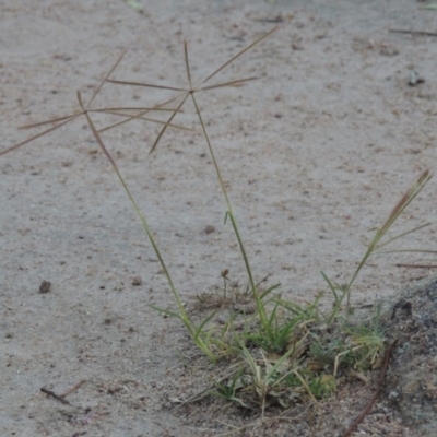 Chloris truncata (Windmill Grass) at Theodore, ACT - 8 Jan 2015 by MichaelBedingfield