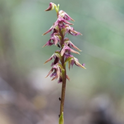 Corunastylis ectopa (Brindabella midge orchid) by TobiasHayashi