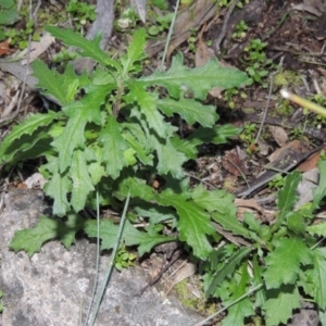 Senecio hispidulus at Conder, ACT - 29 Jul 2014