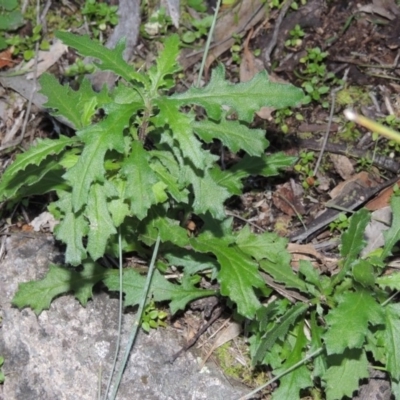 Senecio hispidulus (Hill Fireweed) at Tuggeranong Hill - 29 Jul 2014 by michaelb