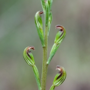 Speculantha multiflora at Cotter River, ACT - suppressed