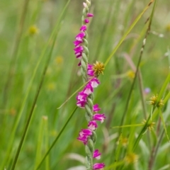 Spiranthes australis (Austral Ladies Tresses) at Paddys River, ACT - 26 Jan 2015 by TobiasHayashi