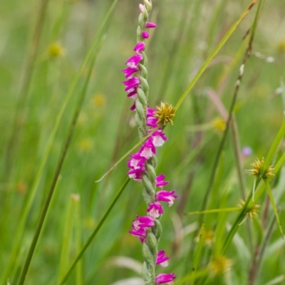 Spiranthes australis (Austral Ladies Tresses) at Paddys River, ACT - 26 Jan 2015 by TobiasHayashi