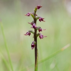 Corunastylis nuda (Tiny Midge Orchid) at Paddys River, ACT - 26 Jan 2015 by TobiasHayashi