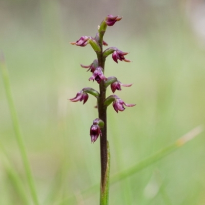 Genoplesium nudum (Tiny Midge Orchid) at Namadgi National Park - 25 Jan 2015 by TobiasHayashi