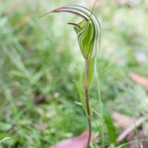 Diplodium coccinum at Cotter River, ACT - suppressed