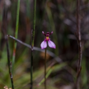 Eriochilus magenteus at Paddys River, ACT - 26 Jan 2015