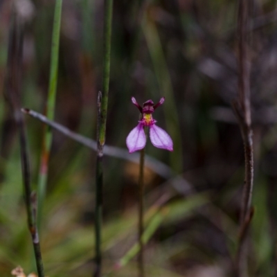 Eriochilus magenteus (Magenta Autumn Orchid) at Namadgi National Park - 26 Jan 2015 by TobiasHayashi