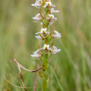 Paraprasophyllum viriosum at Tharwa, ACT - suppressed