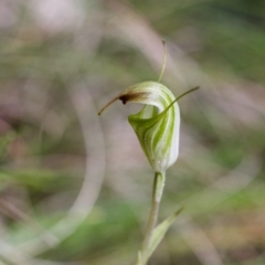 Diplodium atrans (Dark-tip greenhood) at Namadgi National Park - 26 Jan 2015 by TobiasHayashi