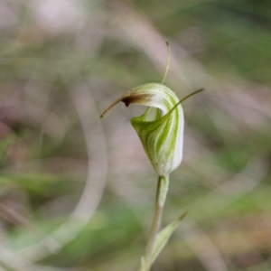 Diplodium atrans at Cotter River, ACT - 26 Jan 2015