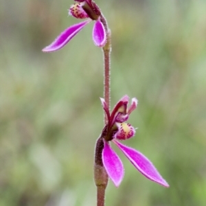 Eriochilus magenteus at Tennent, ACT - 1 Feb 2015