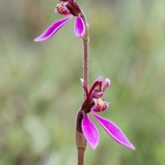 Eriochilus magenteus (Magenta autumn orchid) at Tennent, ACT - 31 Jan 2015 by TobiasHayashi