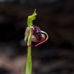 Chiloglottis trilabra (Long-clubbed wasp orchid) at - 1 Feb 2015 by TobiasHayashi