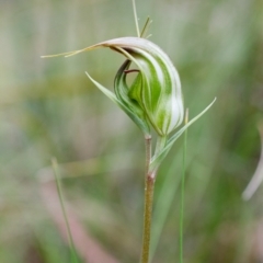 Diplodium aestivum (Long-tongued Summer Greenhood) at Namadgi National Park - 31 Jan 2015 by TobiasHayashi