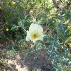 Argemone ochroleuca subsp. ochroleuca (Mexican Poppy, Prickly Poppy) at Symonston, ACT - 31 Dec 2014 by Mike