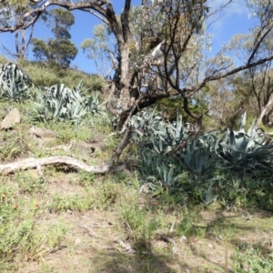 Agave americana at Jerrabomberra, ACT - 31 Dec 2014