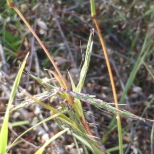 Cymbopogon refractus at Symonston, ACT - 31 Dec 2014 07:11 AM