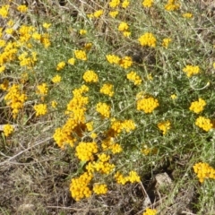 Chrysocephalum semipapposum (Clustered Everlasting) at Jerrabomberra, ACT - 31 Dec 2014 by Mike