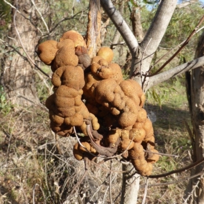 Uromycladium tepperianum (A gall forming rust fungus) at Isaacs Ridge - 30 Dec 2014 by Mike