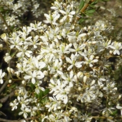 Bursaria spinosa (Native Blackthorn, Sweet Bursaria) at Jerrabomberra, ACT - 30 Dec 2014 by Mike