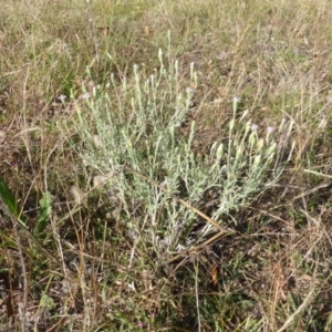 Vittadinia cuneata var. cuneata at Isaacs Ridge - 31 Dec 2014