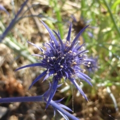 Eryngium ovinum (Blue Devil) at Isaacs Ridge and Nearby - 30 Dec 2014 by Mike