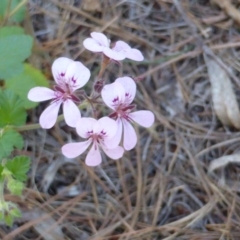 Pelargonium australe (Austral Stork's-bill) at Jerrabomberra, ACT - 29 Dec 2014 by Mike