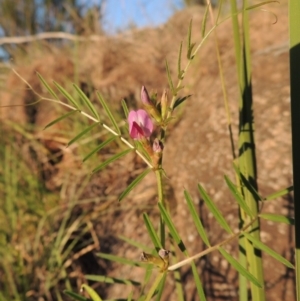 Vicia sativa subsp. nigra at Paddys River, ACT - 5 Nov 2014