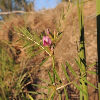 Vicia sativa subsp. nigra (Narrow-leaved Vetch) at Pine Island to Point Hut - 5 Nov 2014 by michaelb