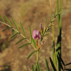 Vicia sativa subsp. nigra at Paddys River, ACT - 5 Nov 2014