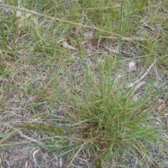 Bothriochloa macra (Red Grass, Red-leg Grass) at Australian National University - 12 Feb 2015 by TimYiu