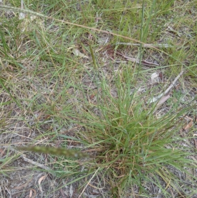 Bothriochloa macra (Red Grass, Red-leg Grass) at ANU Liversidge Precinct - 12 Feb 2015 by TimYiu