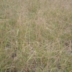 Chloris truncata (Windmill Grass) at ANU Liversidge Precinct - 12 Feb 2015 by TimYiu