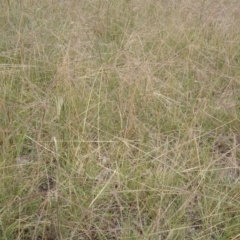 Chloris truncata (Windmill Grass) at Australian National University - 12 Feb 2015 by TimYiu