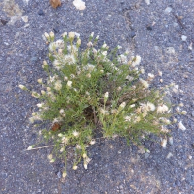 Vittadinia muelleri (Narrow-leafed New Holland Daisy) at Jerrabomberra, ACT - 29 Dec 2014 by Mike