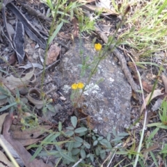 Hypericum gramineum (Small St Johns Wort) at Isaacs Ridge and Nearby - 29 Dec 2014 by Mike