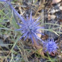 Eryngium ovinum (Blue Devil) at Isaacs Ridge and Nearby - 29 Dec 2014 by Mike