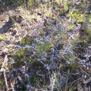 Eryngium ovinum at Jerrabomberra, ACT - 30 Dec 2014 07:47 AM