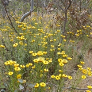 Xerochrysum viscosum at O'Malley, ACT - 30 Nov 2014 03:27 PM