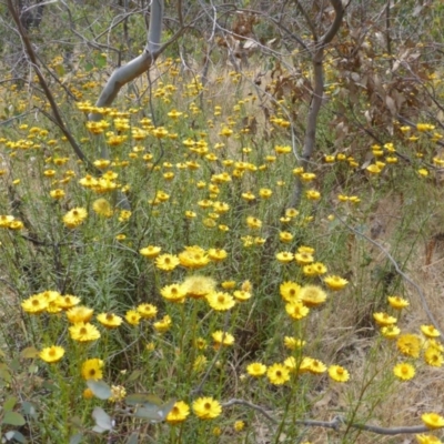 Xerochrysum viscosum (Sticky Everlasting) at Mount Mugga Mugga - 30 Nov 2014 by Mike